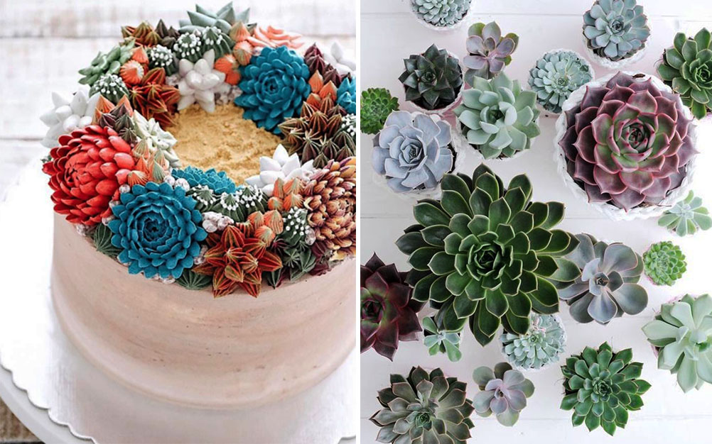 Confeiteira faz sucesso com bolos “jardim de suculentas”