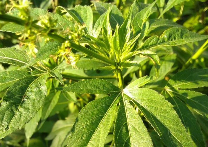 planta de cannabis sativa