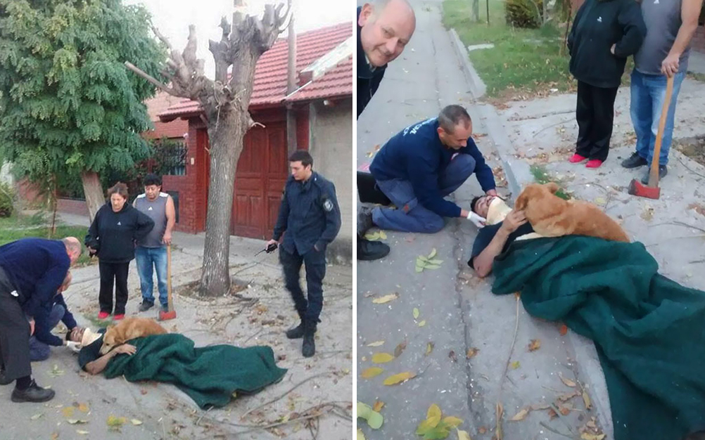 dono-cachorro-resgate-02