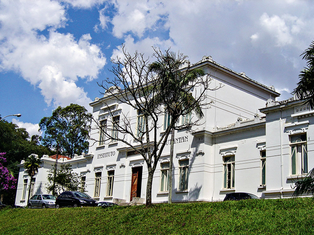 Instituto Butantan fecha acordo para produzir vacina contra chikungunya VEJA SÃO PAULO