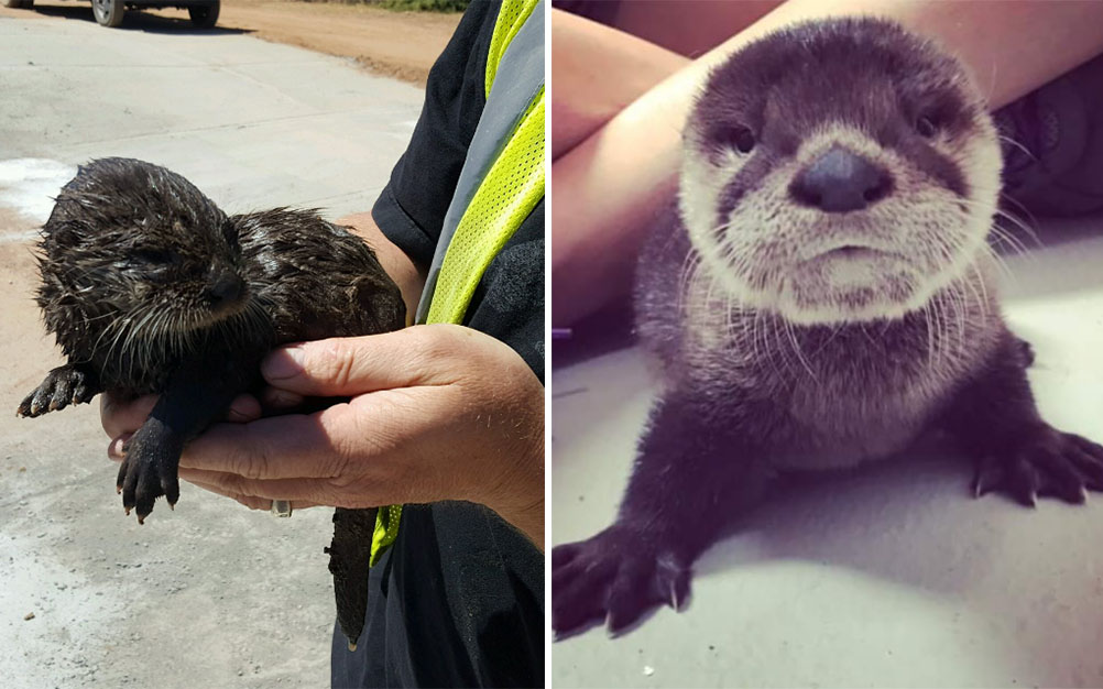 Após resgate, filhote de lontra rouba a cena na internet