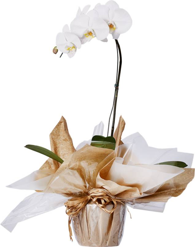 Orquídea Phalaenopsis, de R$ 44,99 por R$ 35,99