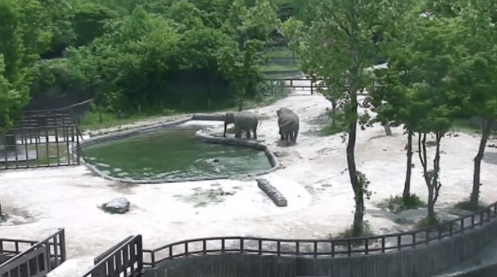 Vídeo mostra dois elefantes salvando filhote de afogamento