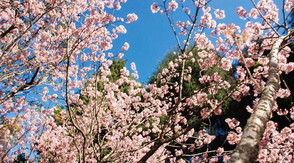 O Festival das Cerejeiras, que acontece todos os anos no Parque do Carmo, Zona Leste da capital