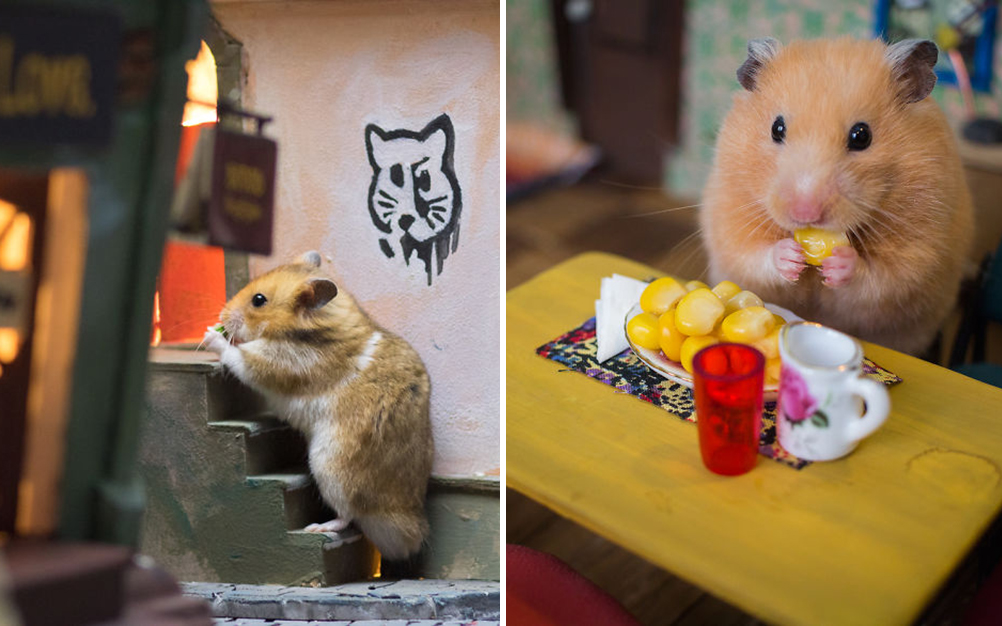 hamsters-famintos-vila-03