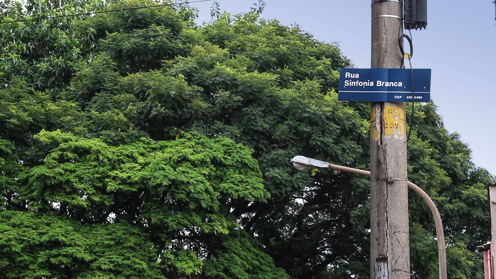 Prefeitura de SP multa Enel por poda irregular de árvore na zona oeste