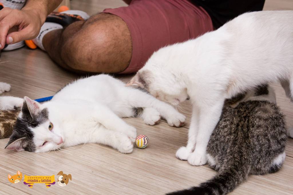ONG promove Domingo do Amassa Gato para brincar com os felinos