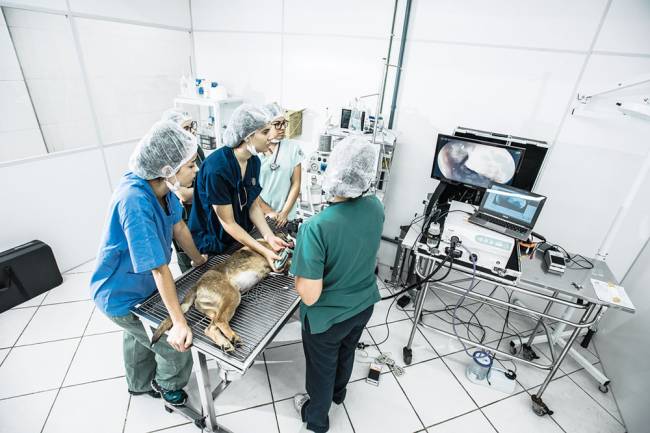 Hospital veterinário público do Tatuapé