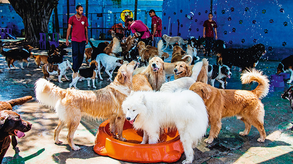 PlanetDog hotel cachorro
