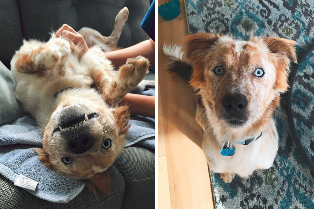Jovem mostra “antes e depois” comovente de cachorro após a adoção
