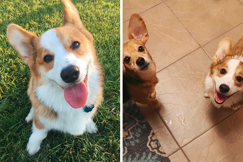 Este cão foi separado do melhor amigo e história chama atenção