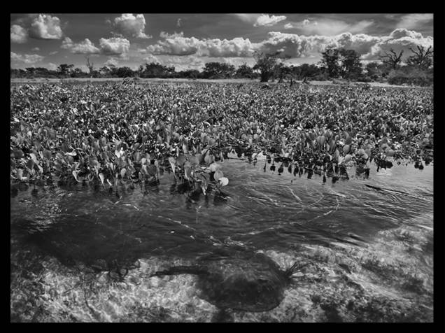 Série Gênesis, Sebastião Salgado Série Gênesis, Sebastião Salgado