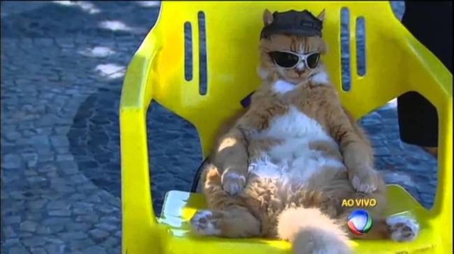 gato1