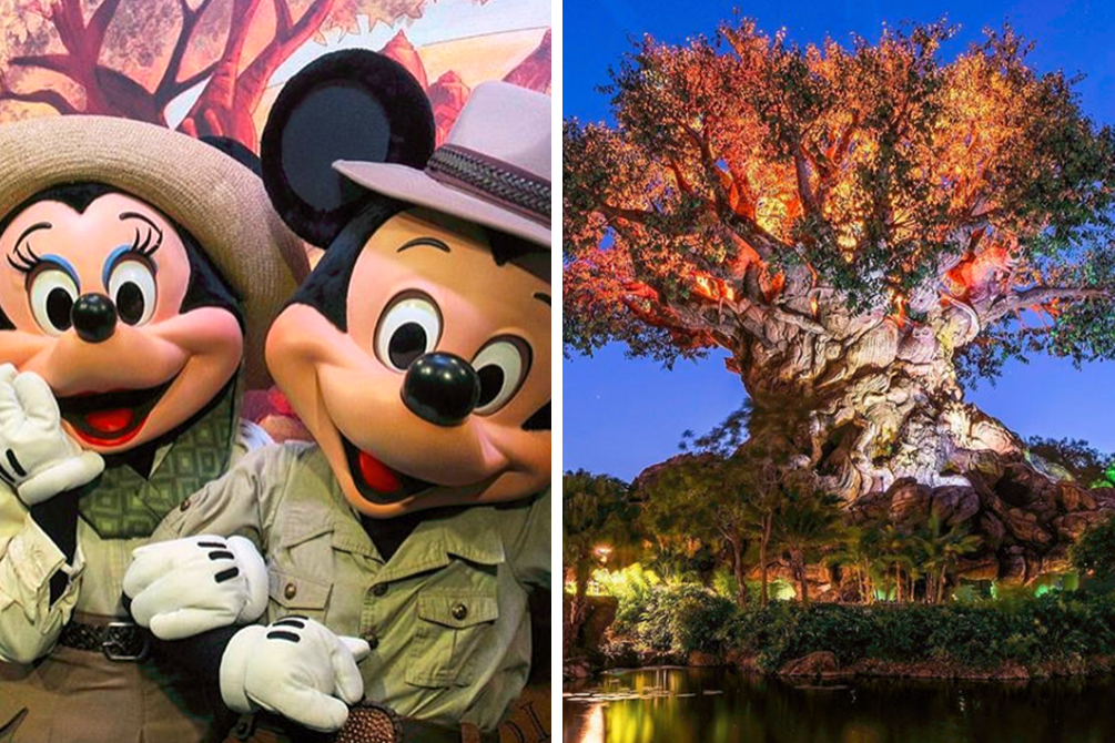 Disney’s Animal Kingdom tem novidades para celebrar os 20 anos