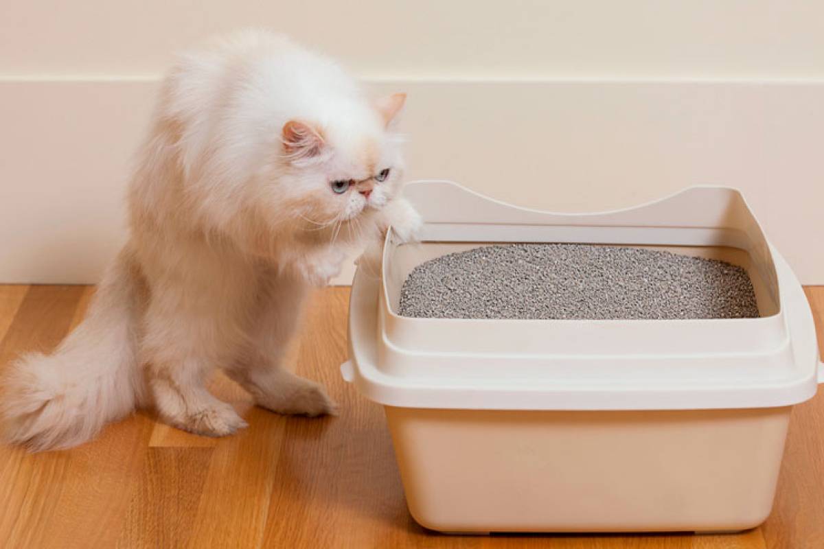 Alternativa mais barata à areia de gatos chama atenção na web