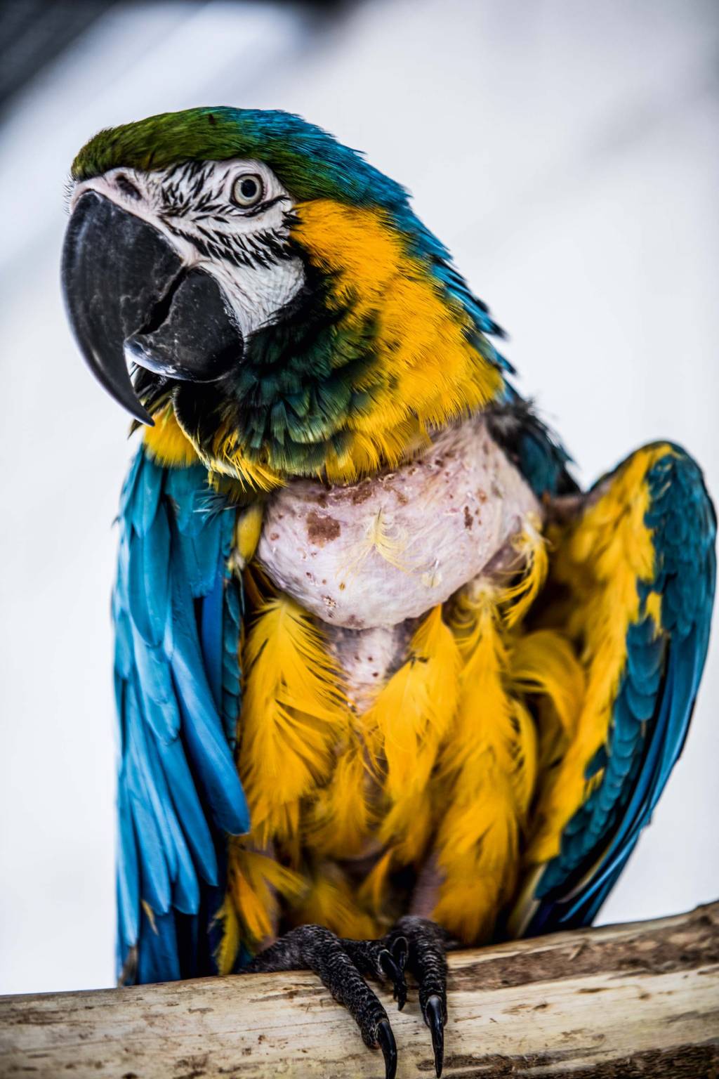 Tráfico de animais silvestres