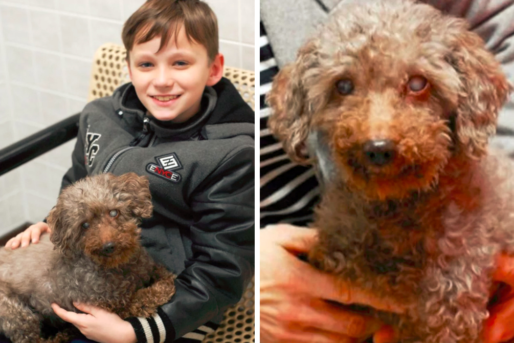 Menino emociona funcionários ao adotar o cachorro mais velho do abrigo