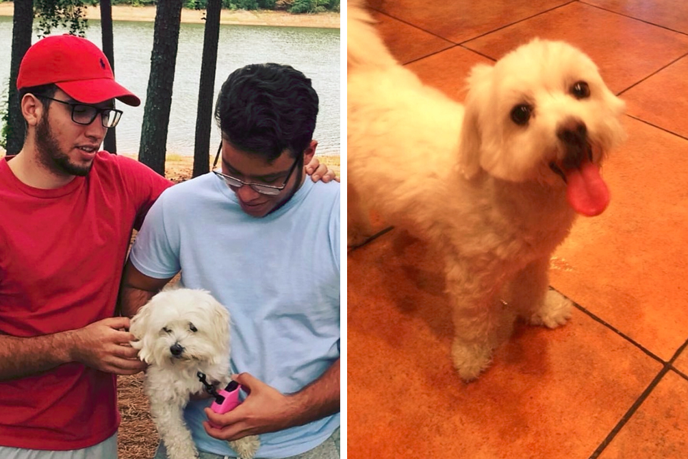 Pai faz troca hilária e leva cachorro errado para casa após ida a pet shop