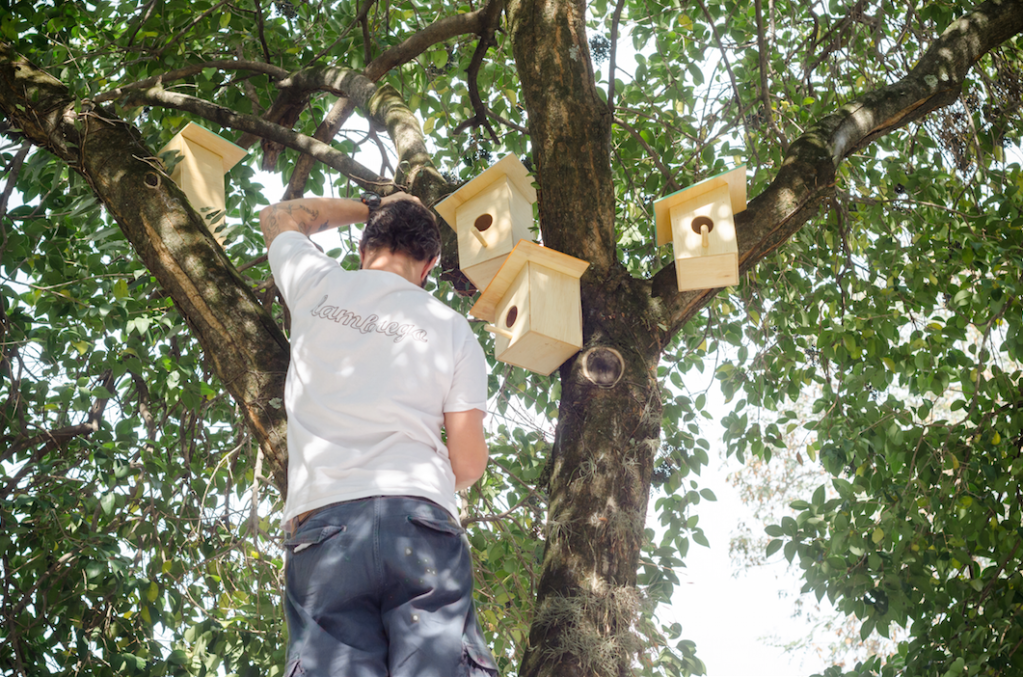 Alto da Lapa ganha 150 casas de passarinho