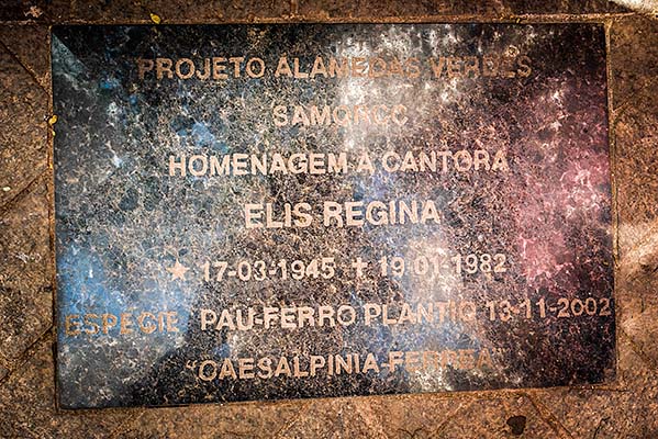 ARVORE_ELISREGINA_3.JPG ARVORE_ELISREGINA_3.JPG