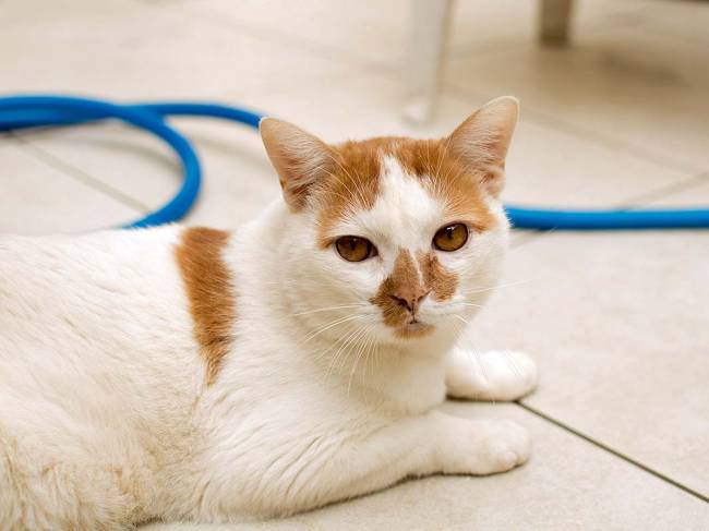 animais abandonados animais abandonados