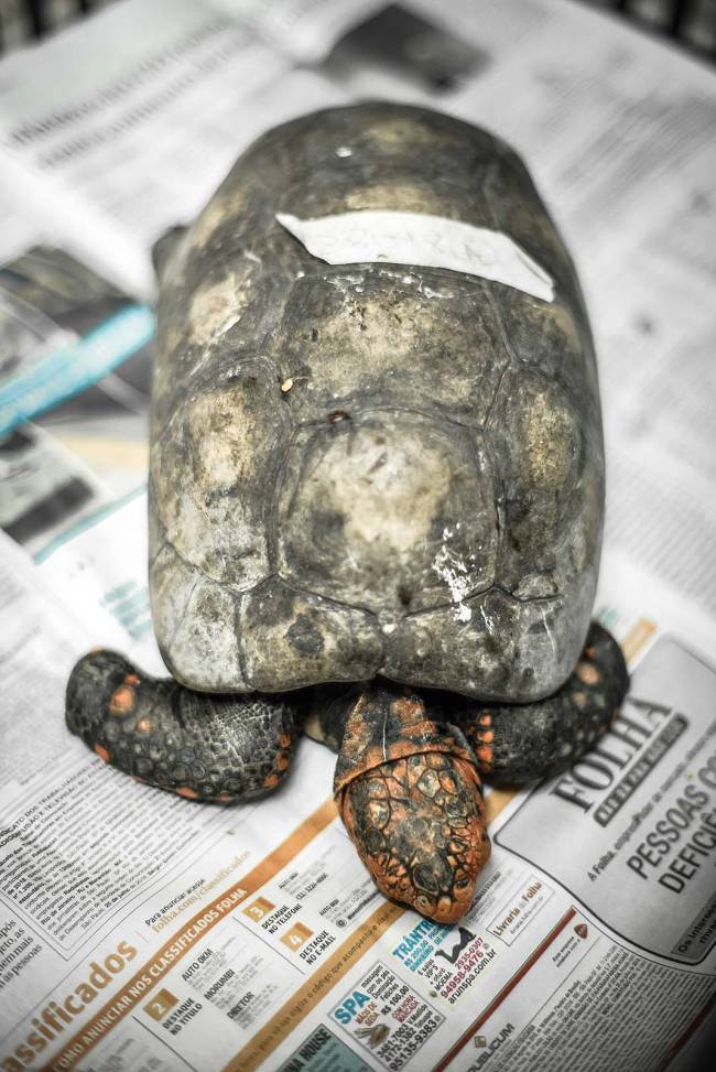 animais abandonados animais abandonados