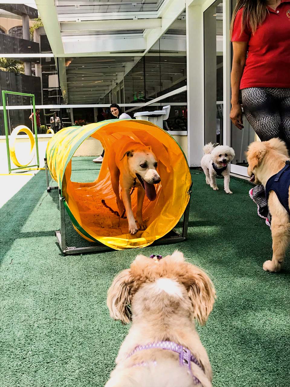 Shopping na Zona Sul inaugura parque de diversões para cachorros