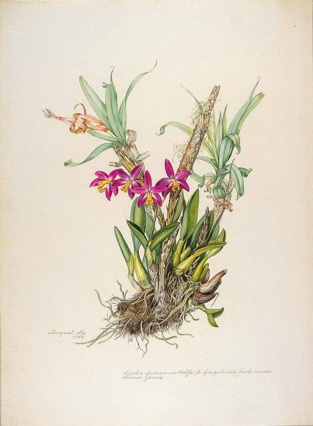 Ilustrações botânicas, de Burle Marx