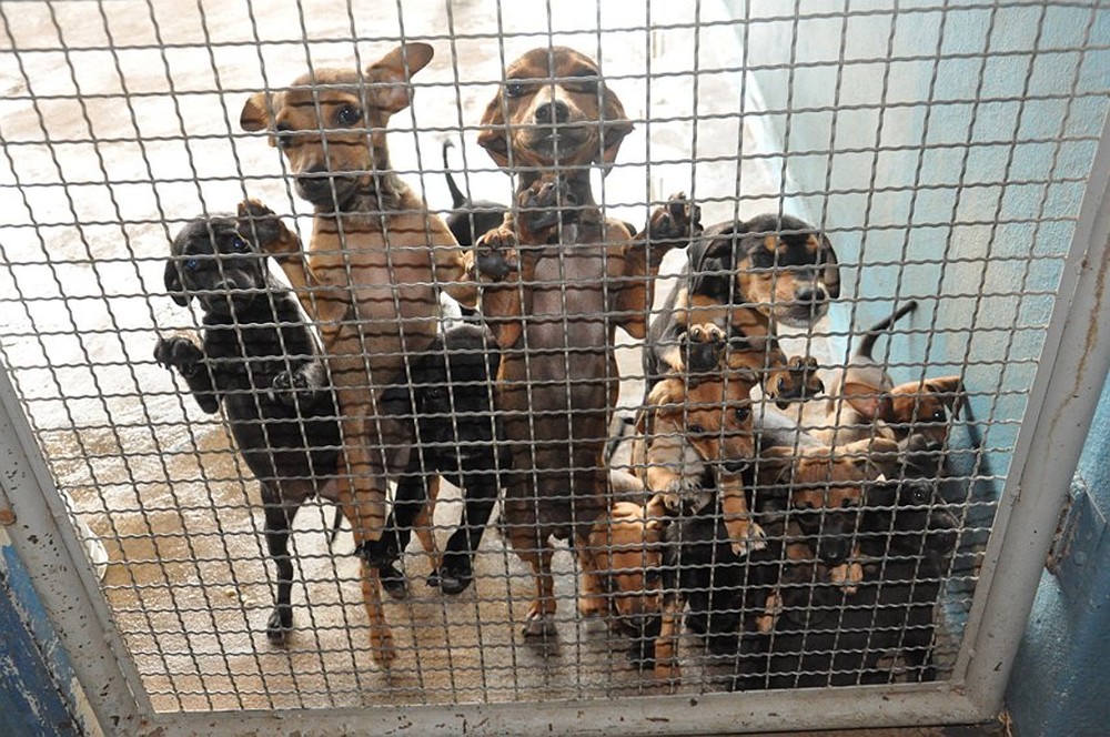 Imagem mostra cachorros esperando por adoção