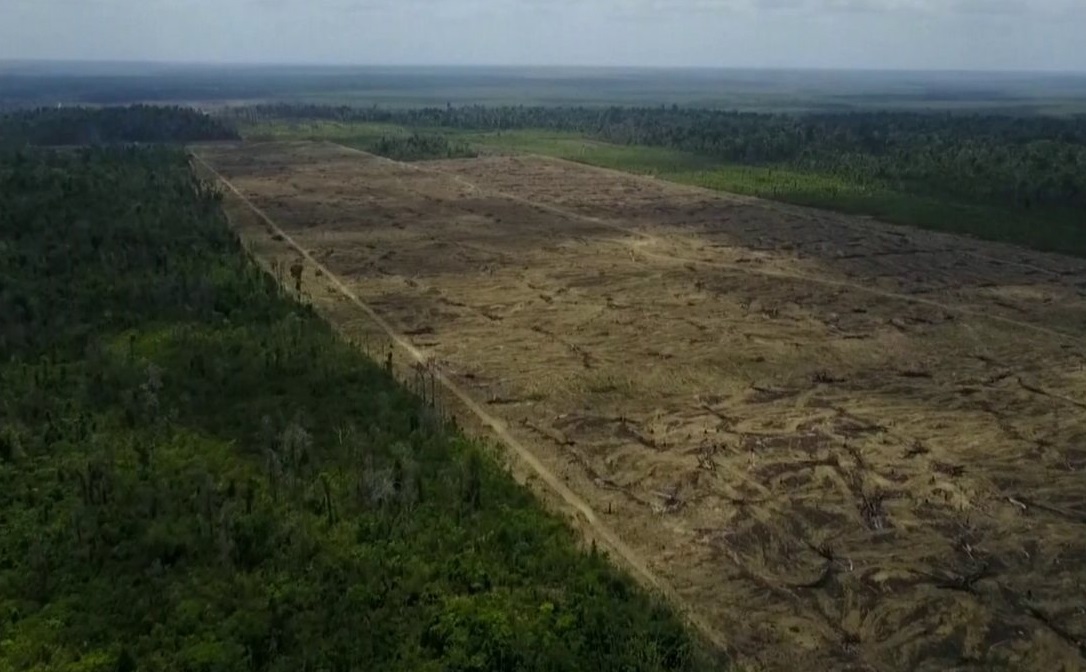 Imagem aérea mostra terreno metade coberto por árvores e metade desmatado.