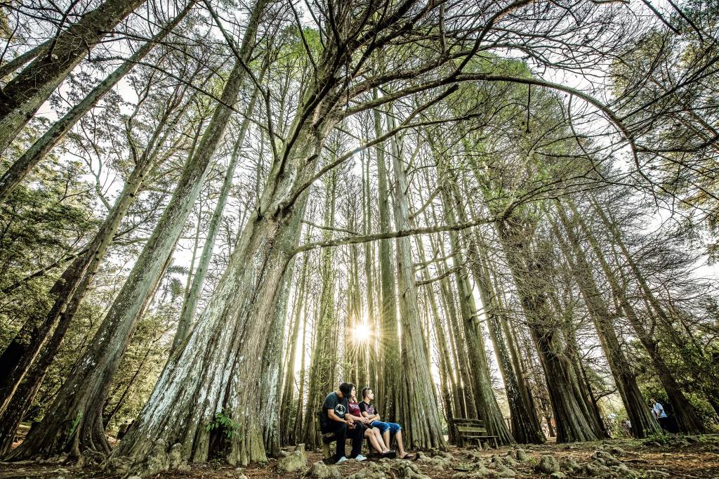 Imagem mostra um casal sentado em um banco em meio a árvores do Horto Florestal