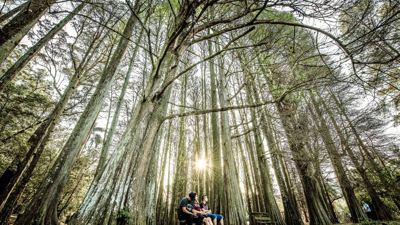 Imagem mostra um casal sentado em um banco em meio a árvores do Horto Florestal