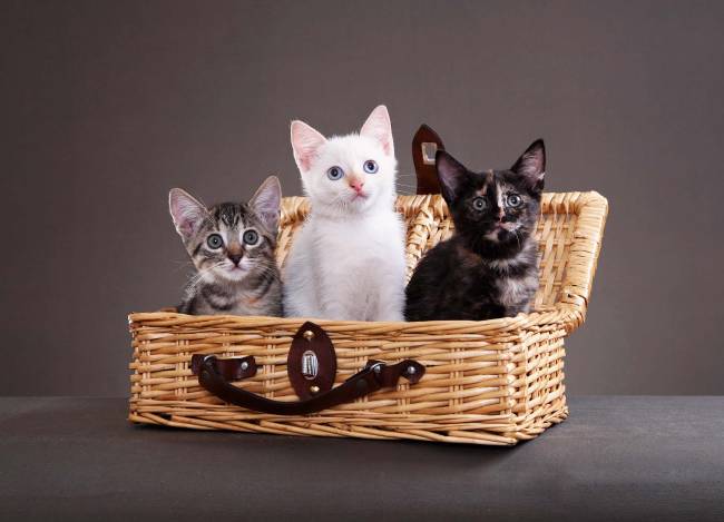 Uma lista com produtos bacanas para gatos e gateiros