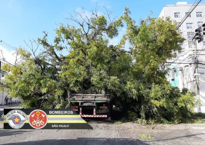 árvore avenida pompeia árvore avenida pompeia