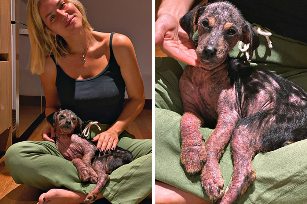 Giovanna Ewbank mostra progresso de Lasanha após adoção: “Linda”