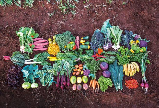 Livro reúne produtores e iniciativas ligadas à alimentação