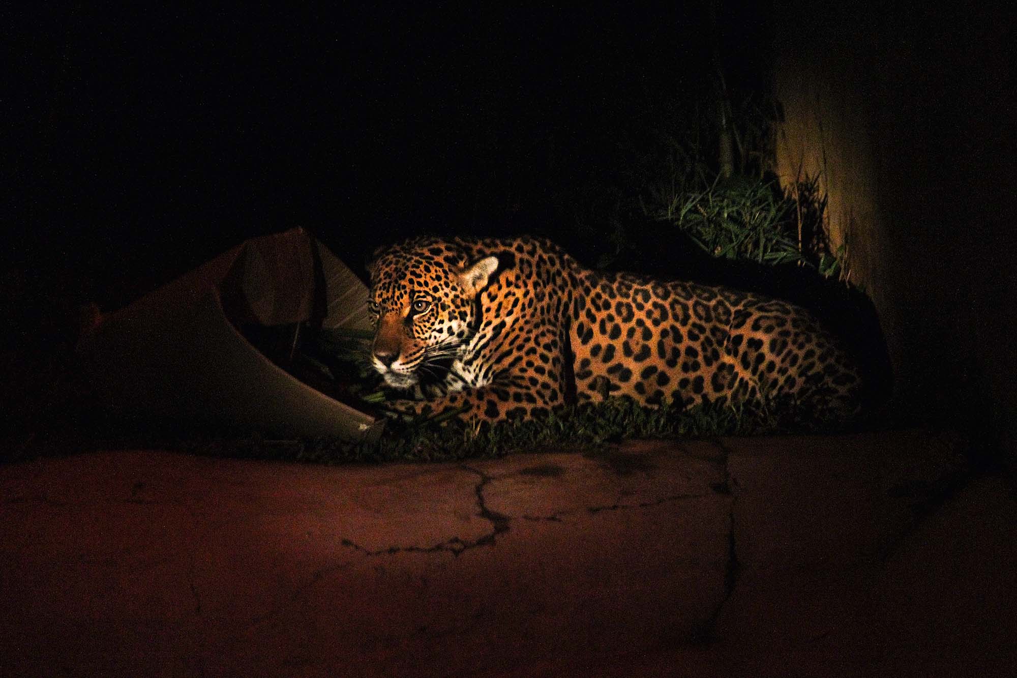 Zoológico libera ingressos para seu disputado passeio noturno | VEJA SÃO  PAULO