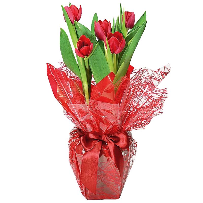 Tulipas Plantadas Presente.jpg