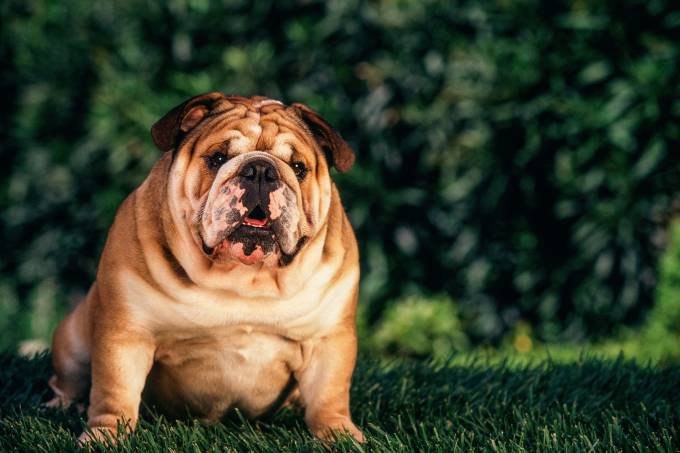 Bulldog cão obeso