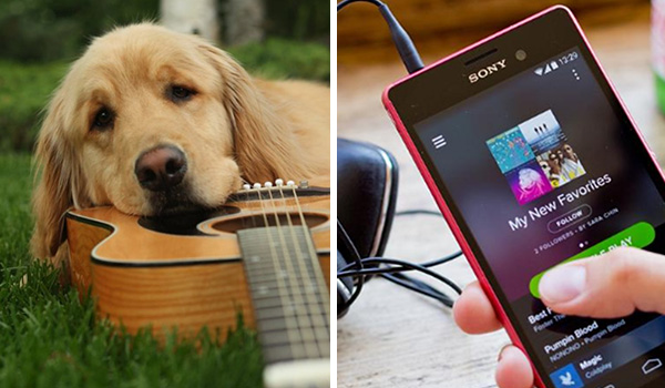 Como fazer uma playlist personalizada para o seu pet no Spotify? | VEJA SÃO PAULO