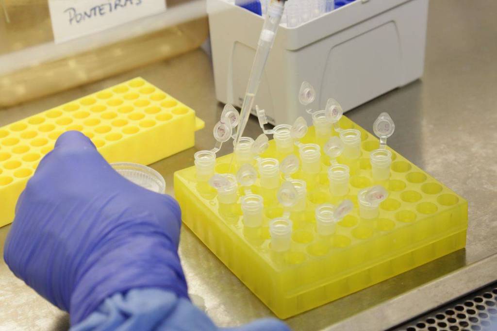 Em uma laboratório, mãos com luvas manejam tubos de ensaio