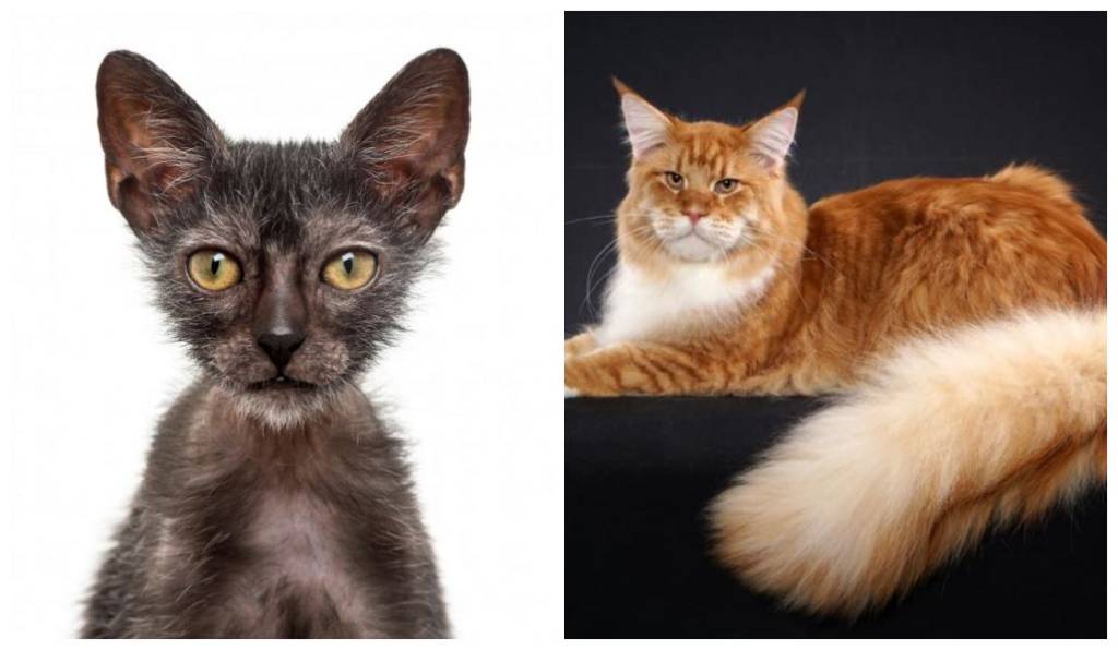 Maior evento felino da América Latina reunirá 290 gatos