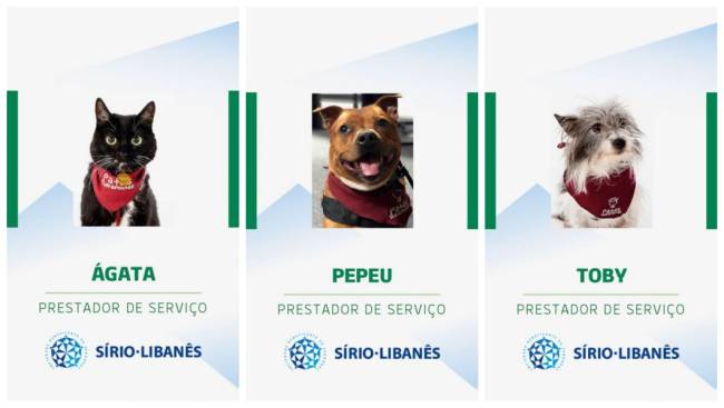 Terapeutas de quatro patas visitam crianças no Hospital Sírio-Libanês