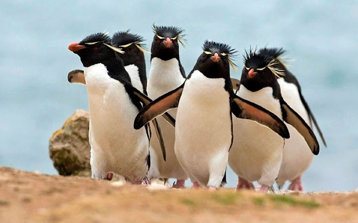 animal 10 animal 10