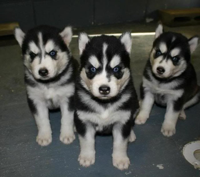 animal 4 animal 4