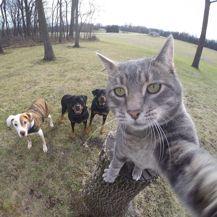 animal 6 animal 6