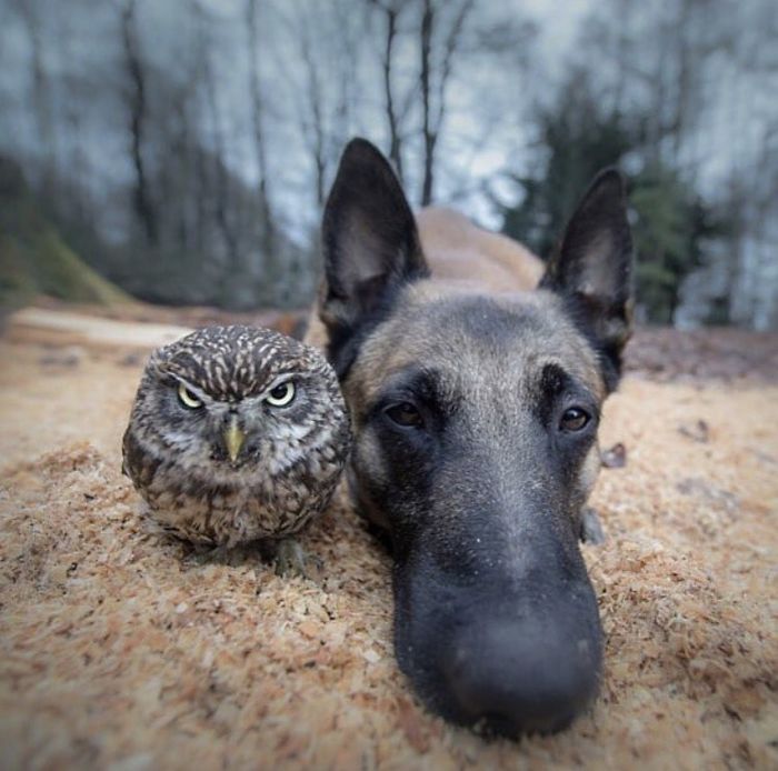 animal 9 animal 9