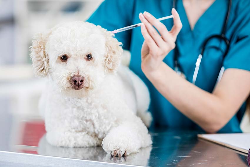 A imagem mostra um cachorro peludo recebendo uma dose de vacina de um veterinário