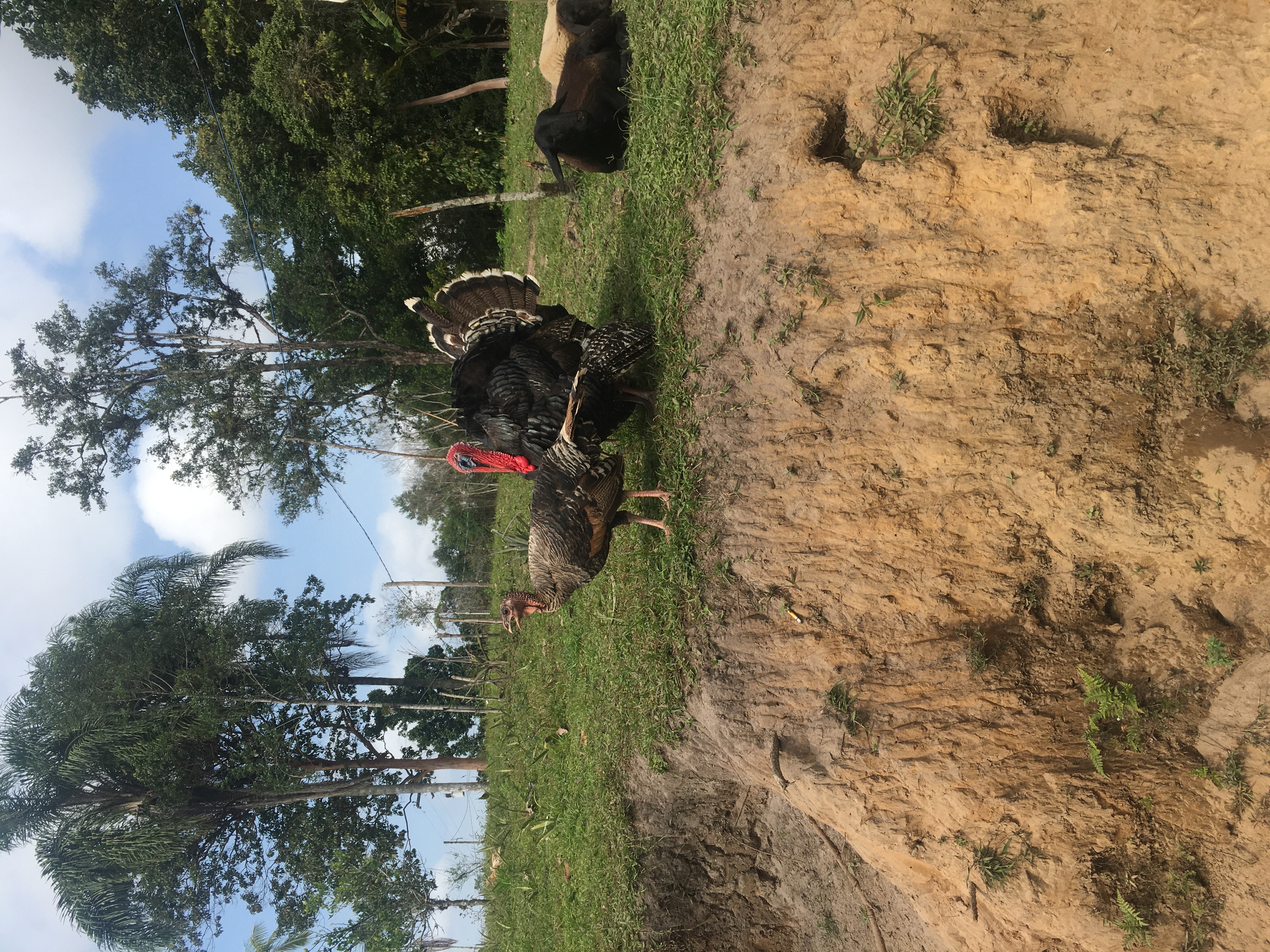 IMG-5617 Casal vive isolado com quatro perus e outros animais no litoral sul
