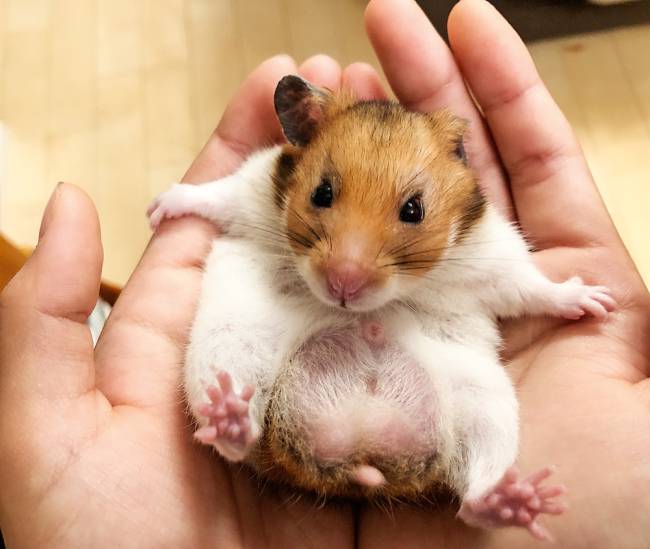 Hamsters sírios podem entrar em torpor com tempo frio